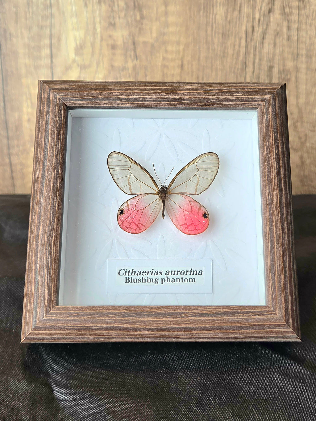 Blushing Phantom (Cithaerias aurorina) Butterfly Insect Specimen Frame