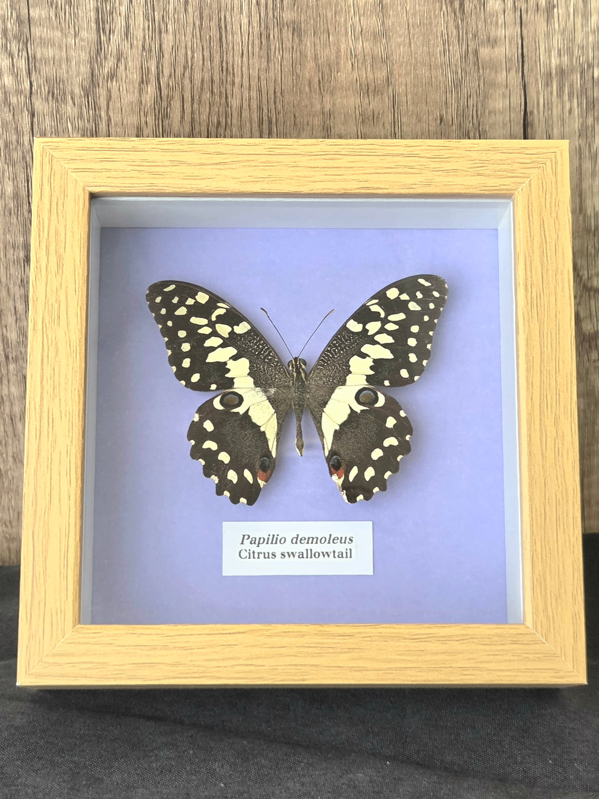 Citrus Swallowtail (Papilio demoleus) Butterfly Insect Specimen Frame