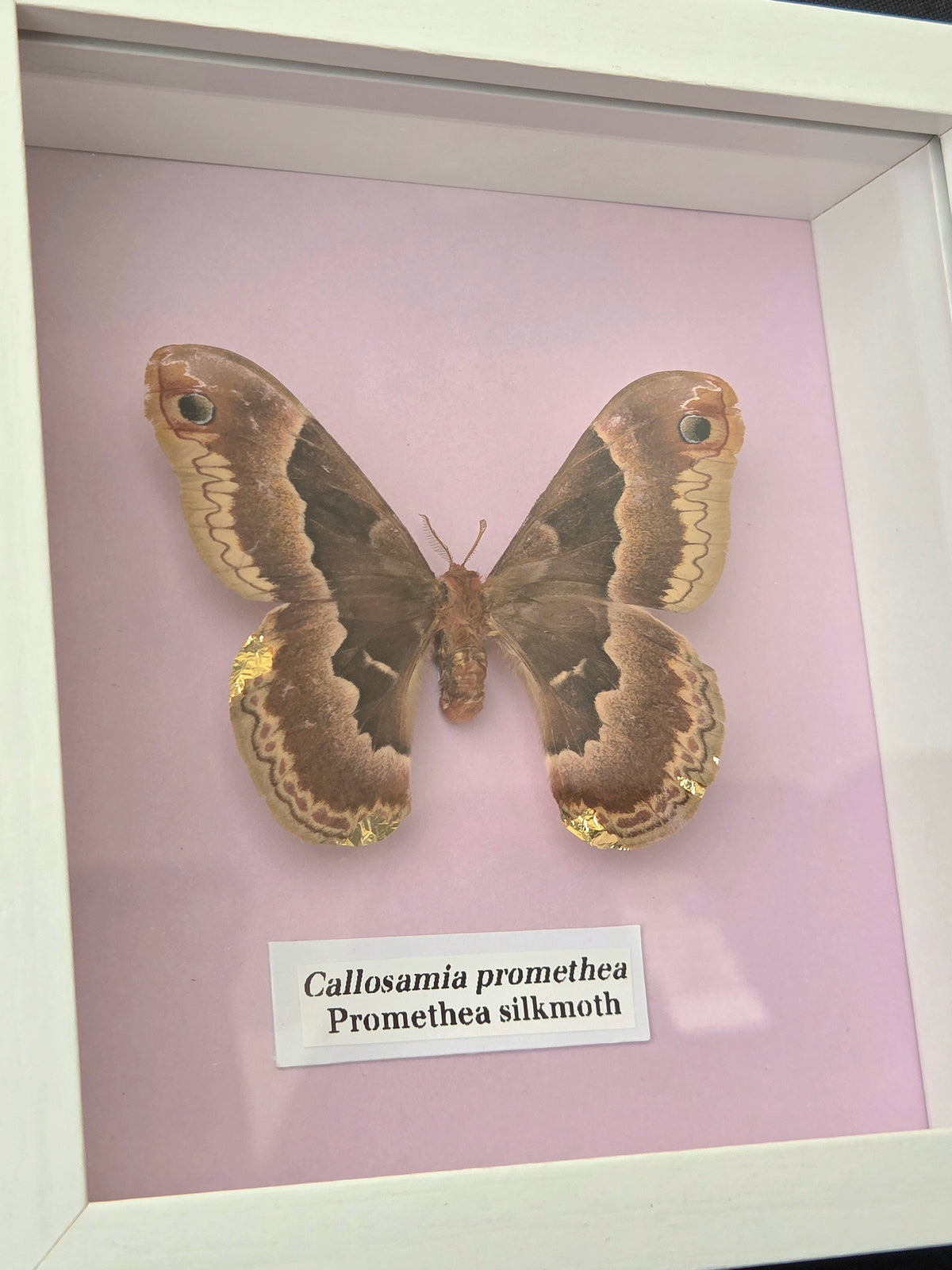 Promethea Silkmoth (Callosamia promethea) Moth Insect Specimen Frame