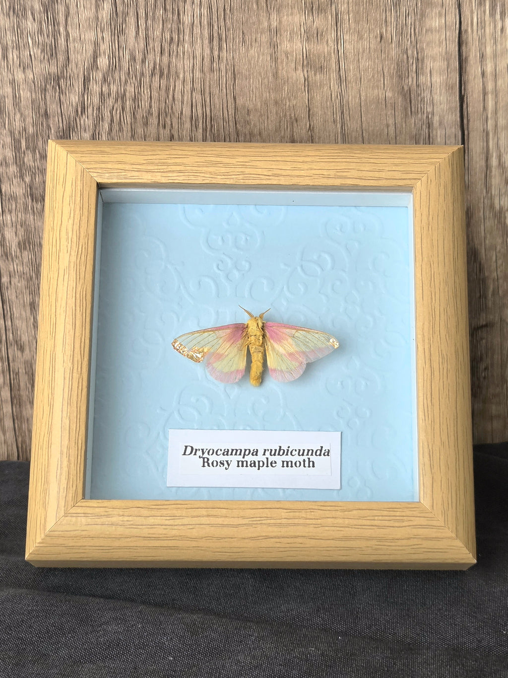Rosy Maple Moth (Dryocampa rubicunda) Moth Insect Specimen Frame
