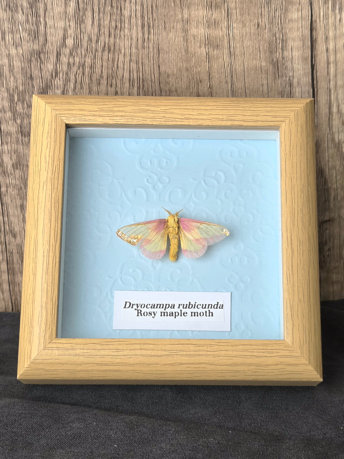 Rosy Maple Moth (Dryocampa rubicunda) Moth Insect Specimen Frame