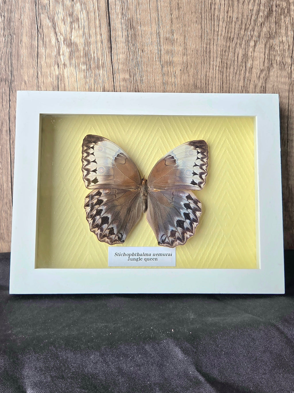 Jungle Queen (Stichopthalma uemurai) Butterfly Insect Specimen Frame