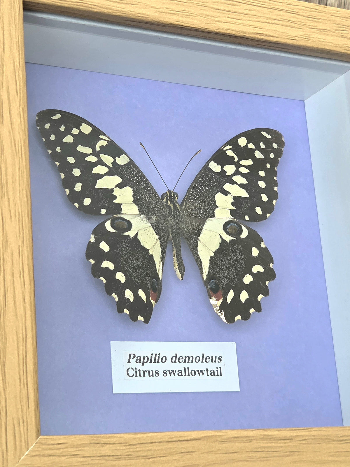 Citrus Swallowtail (Papilio demoleus) Butterfly Insect Specimen Frame