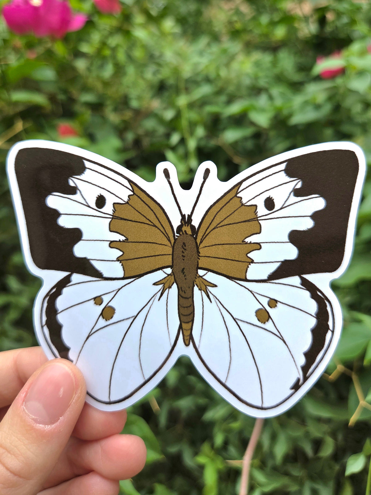 Arizona Native Butterfly Species 4 Inch Waterproof Glossy Vinyl Stickers (Choose Design)