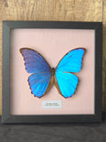 Giant Blue Morpho (Morpho didius) Butterfly Insect Specimen Frame