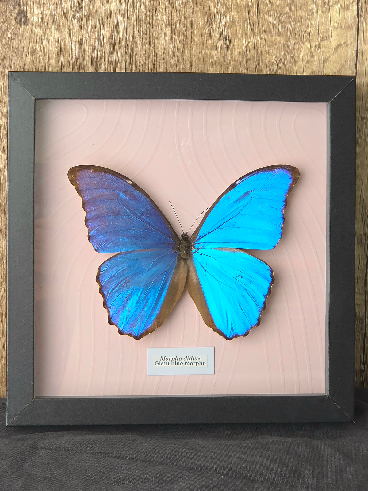 Giant Blue Morpho (Morpho didius) Butterfly Insect Specimen Frame