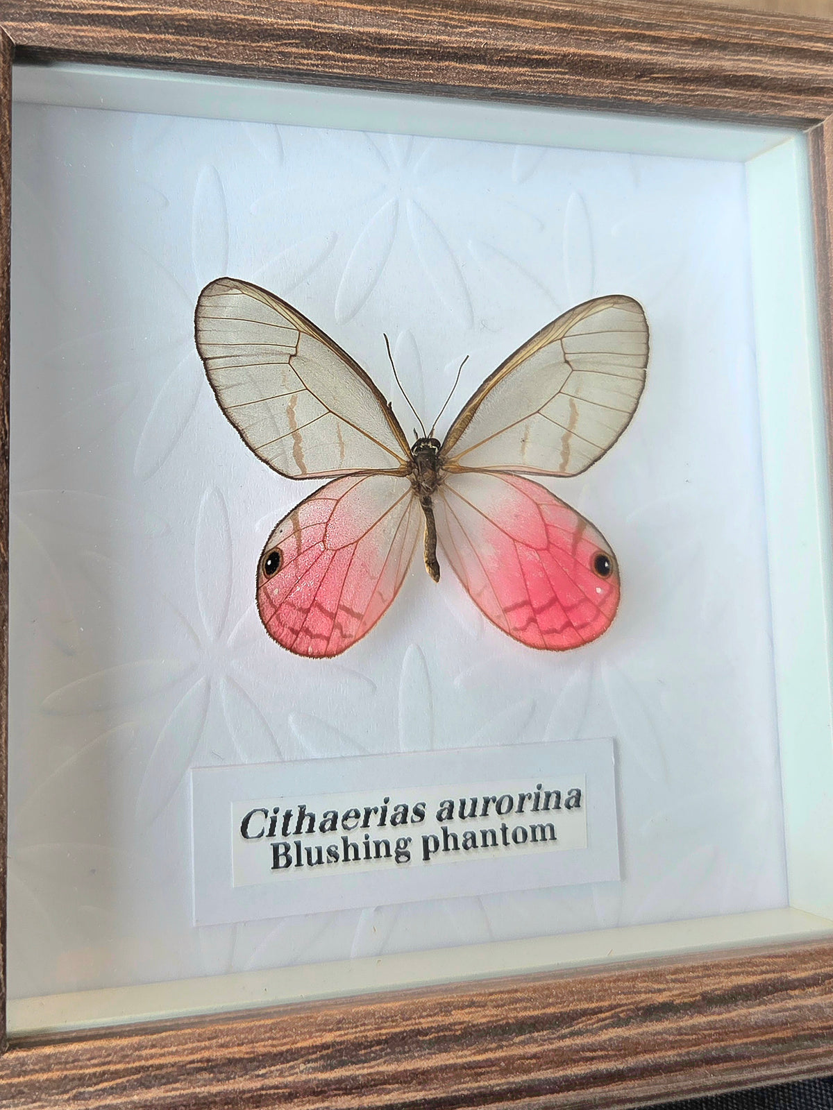 Blushing Phantom (Cithaerias aurorina) Butterfly Insect Specimen Frame