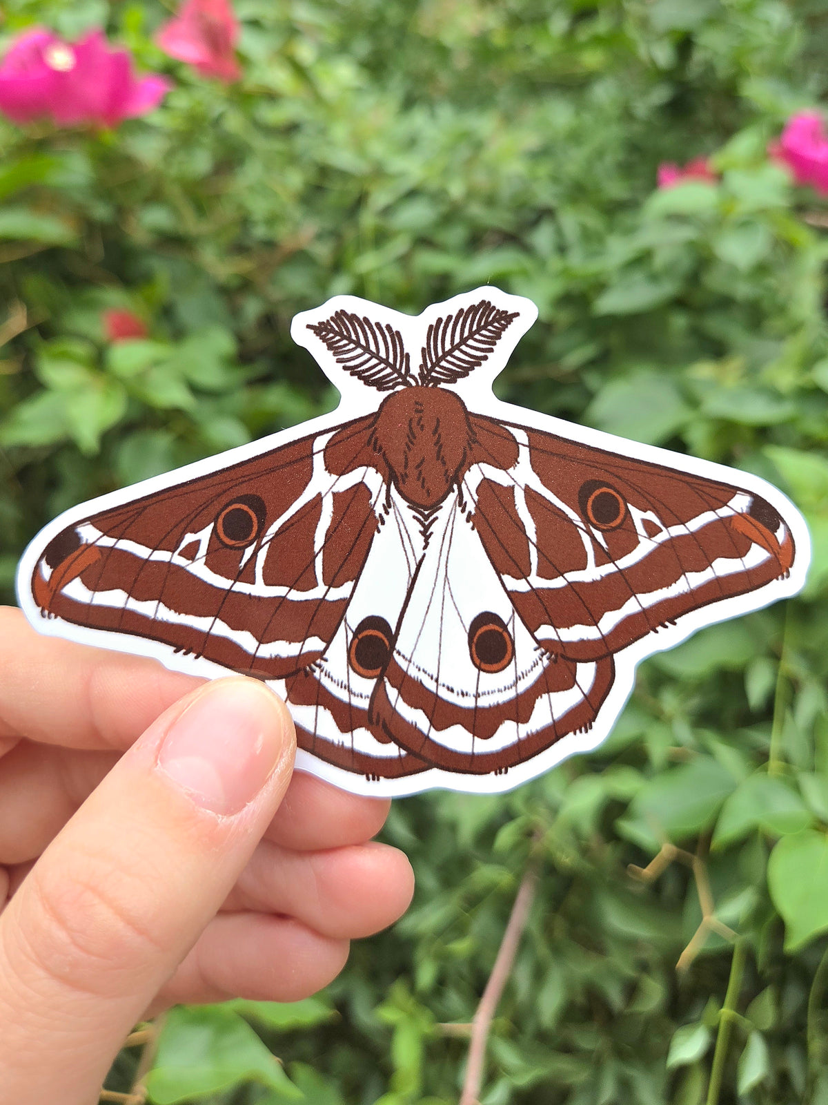 Arizona Native Moth Species 4 Inch Waterproof Glossy Vinyl Stickers (Choose Design)