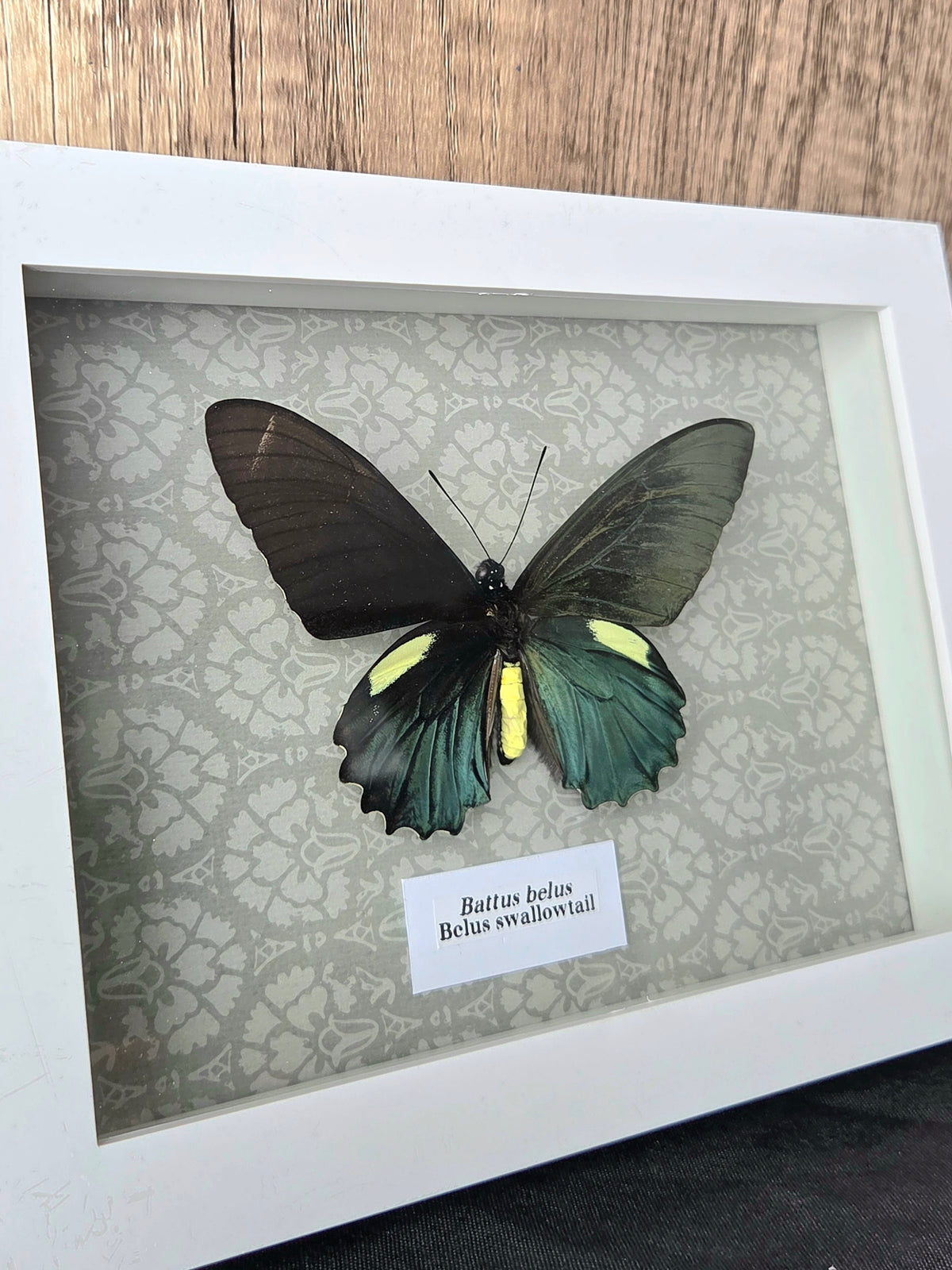 Belus Swallowtail (Battus belus) Butterfly Insect Specimen Frame