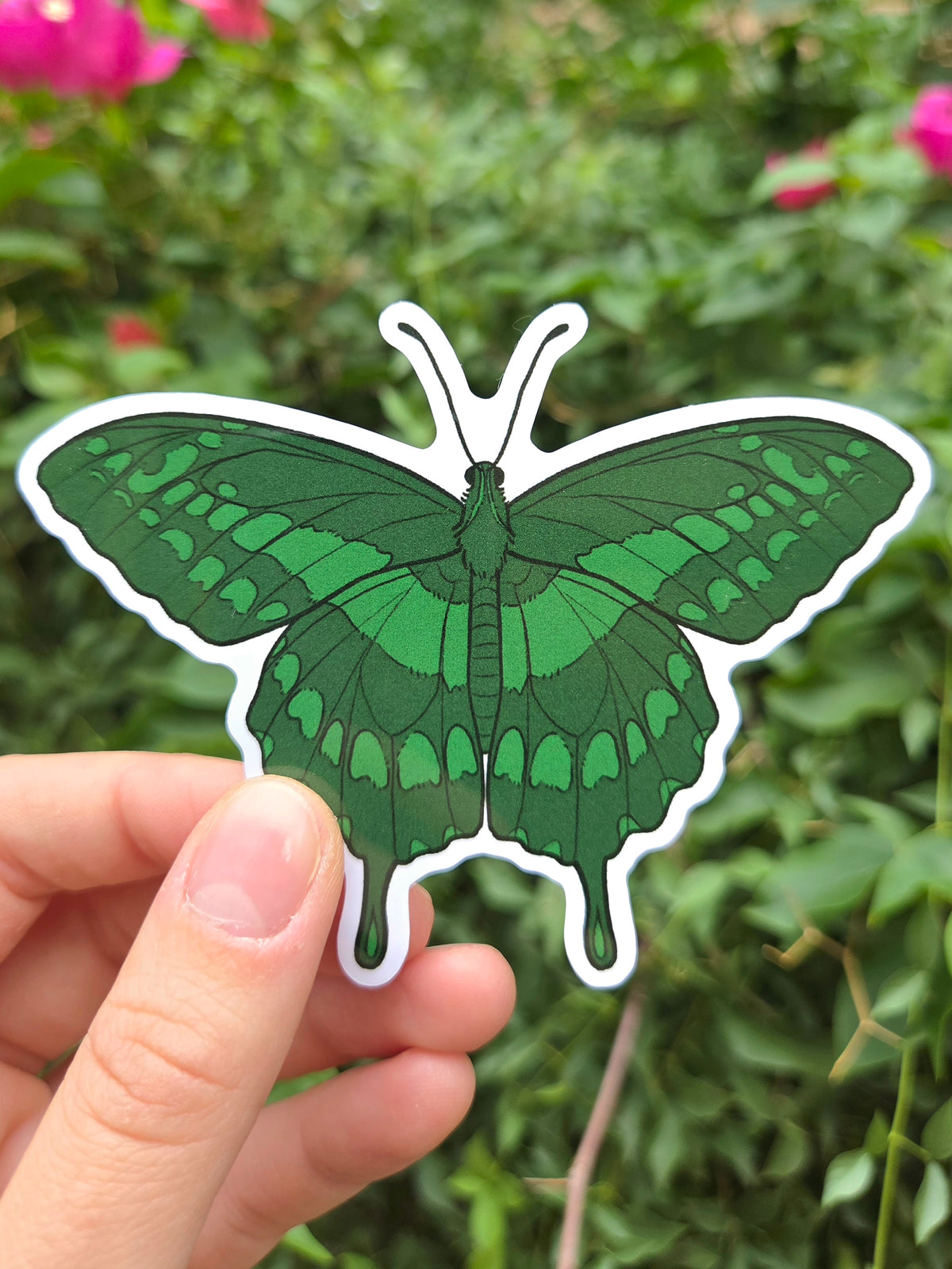 Arizona Native Butterfly Species 4 Inch Waterproof Glossy Vinyl Stickers (Choose Design)