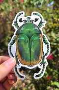"Figeater Beetle" 4 Inch Waterproof Glossy Vinyl Sticker