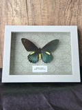 Belus Swallowtail (Battus belus) Butterfly Insect Specimen Frame