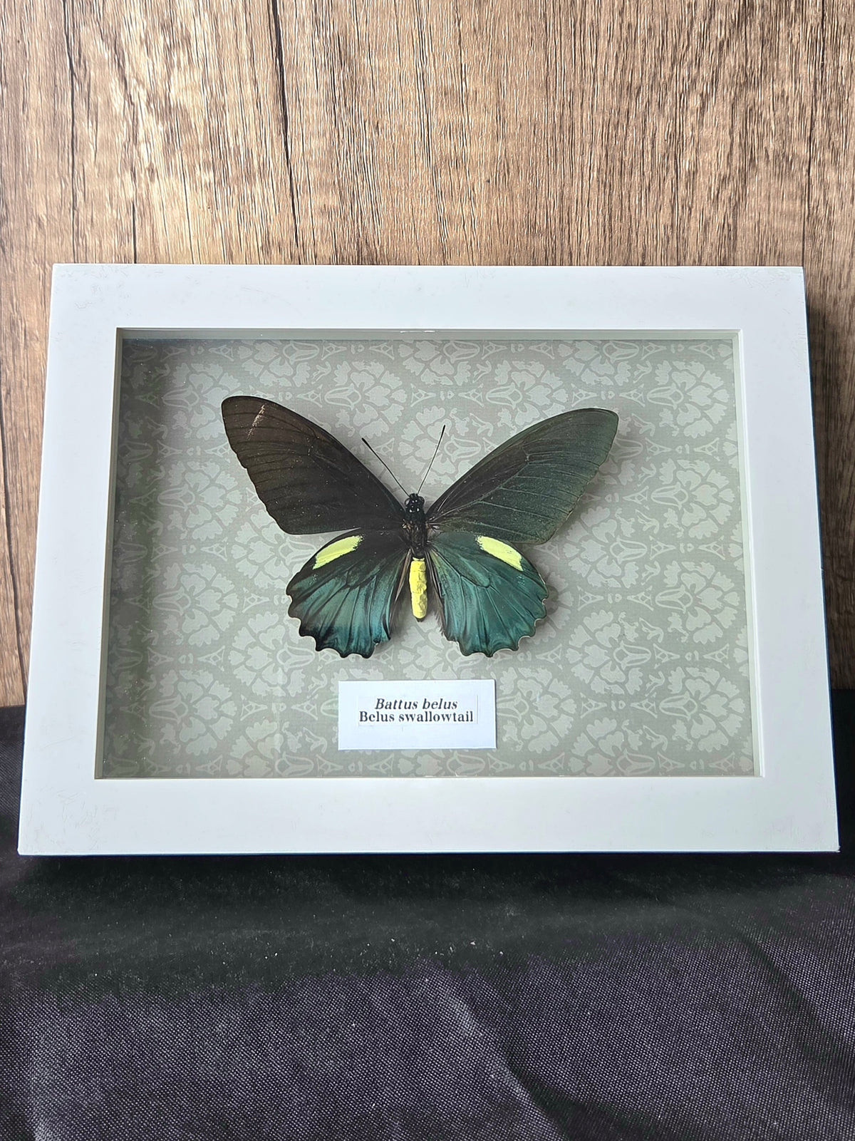 Belus Swallowtail (Battus belus) Butterfly Insect Specimen Frame