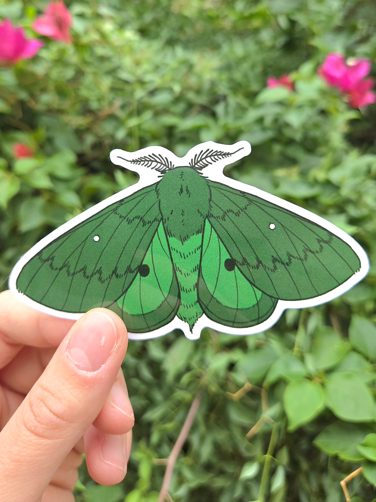 Arizona Native Moth Species 4 Inch Waterproof Glossy Vinyl Stickers (Choose Design)