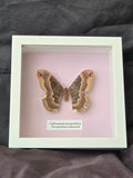 Promethea Silkmoth (Callosamia promethea) Moth Insect Specimen Frame