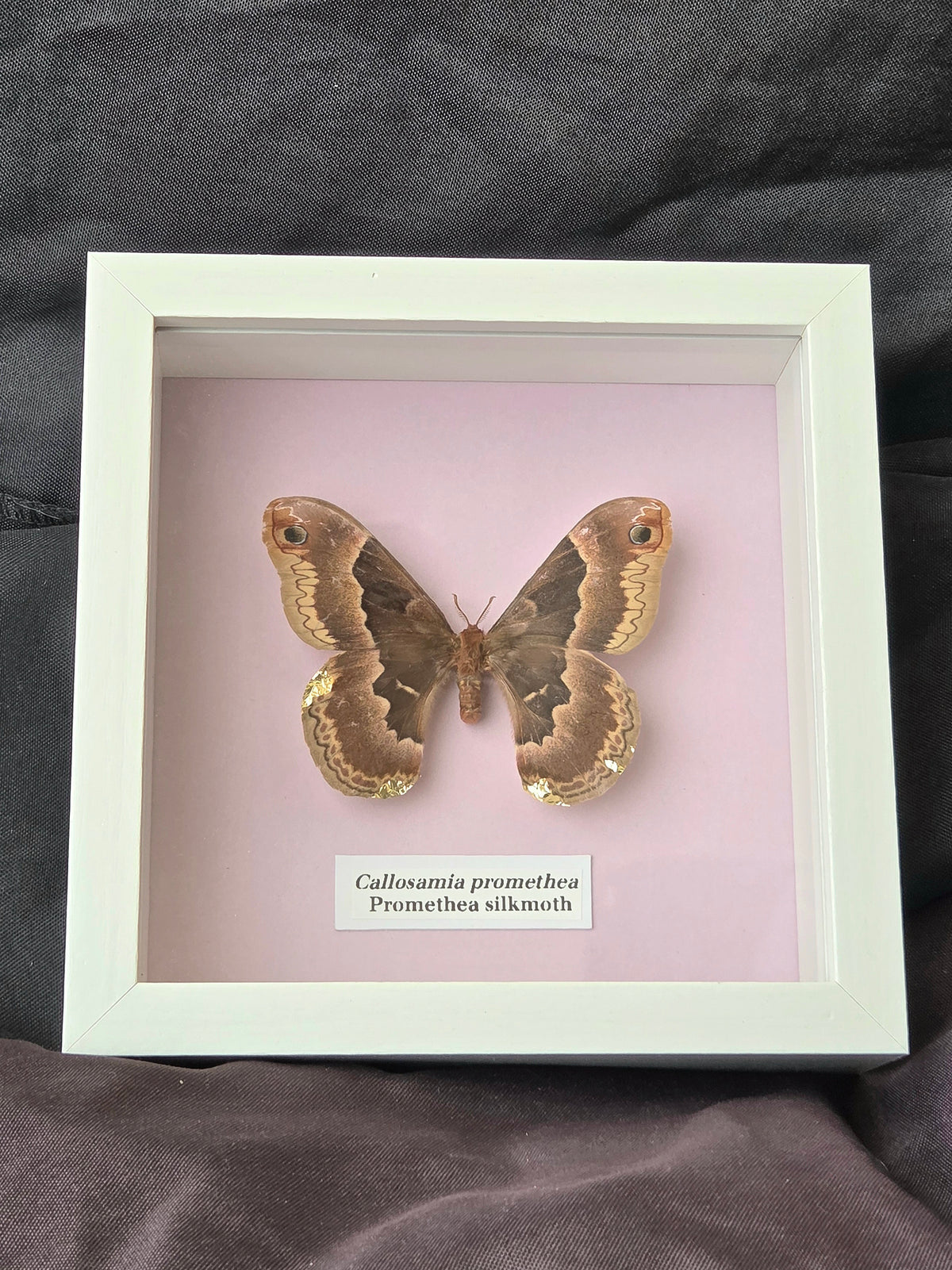 Promethea Silkmoth (Callosamia promethea) Moth Insect Specimen Frame