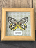Oraia Jezebel (Delias oraia) Butterfly Insect Specimen Frame