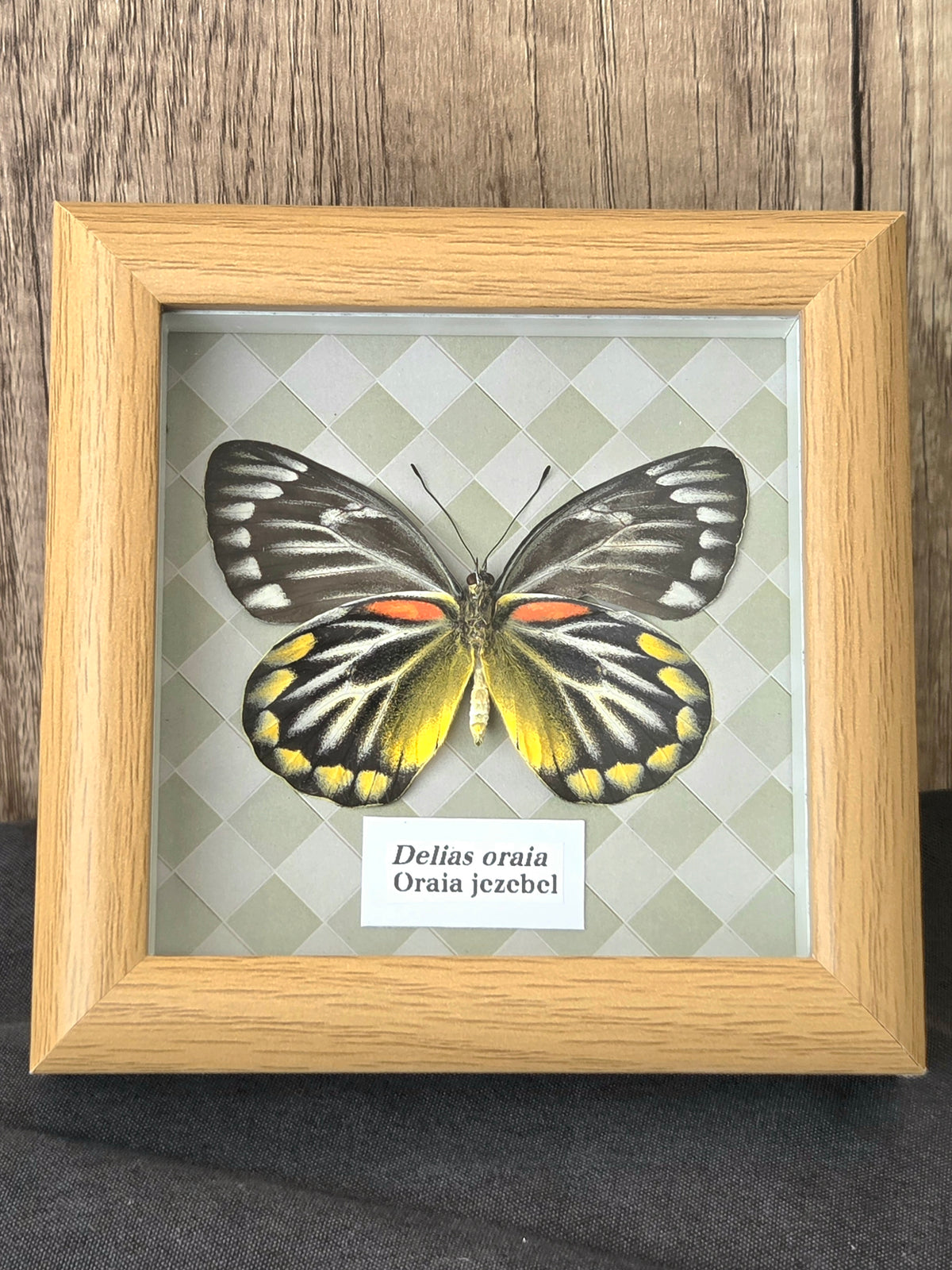 Oraia Jezebel (Delias oraia) Butterfly Insect Specimen Frame