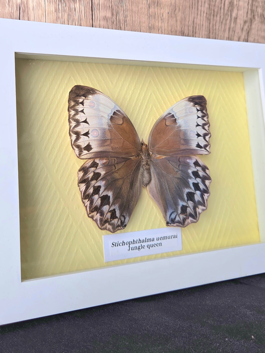 Jungle Queen (Stichopthalma uemurai) Butterfly Insect Specimen Frame