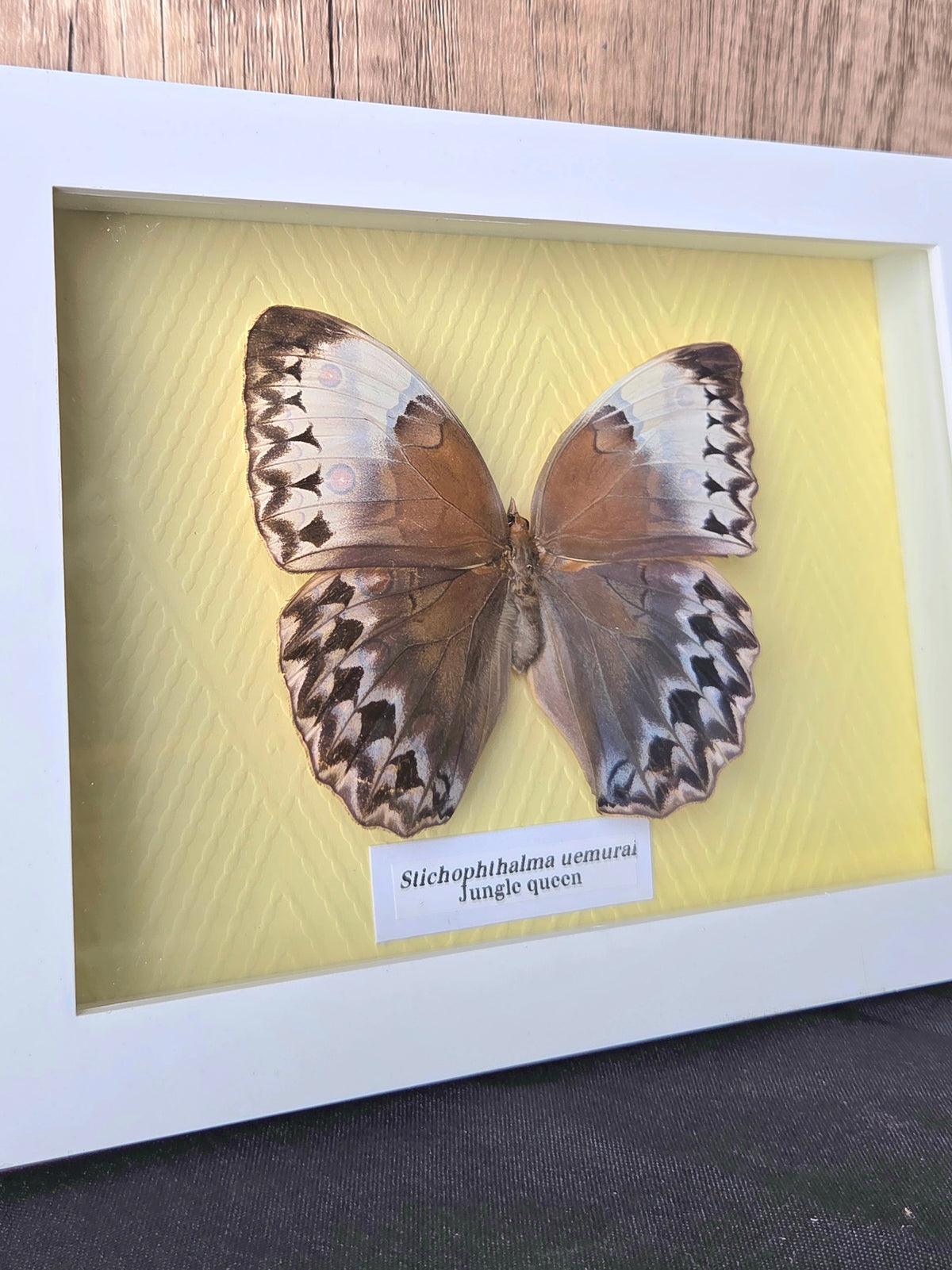 Jungle Queen (Stichopthalma uemurai) Butterfly Insect Specimen Frame