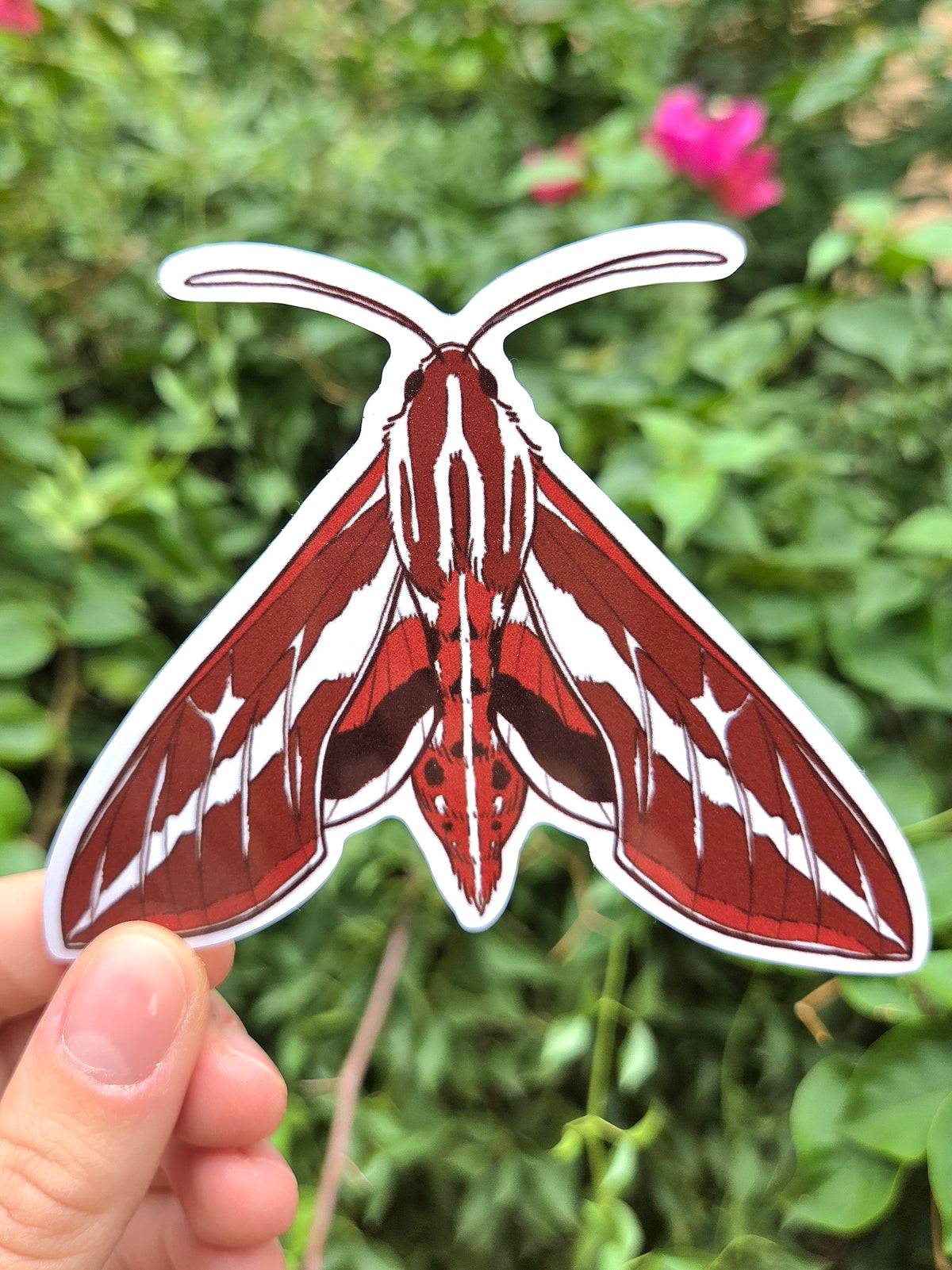 Arizona Native Moth Species 4 Inch Waterproof Glossy Vinyl Stickers (Choose Design)