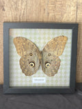 Forest Giant Owl (Caligo eurilochus) Butterfly Insect Specimen Frame
