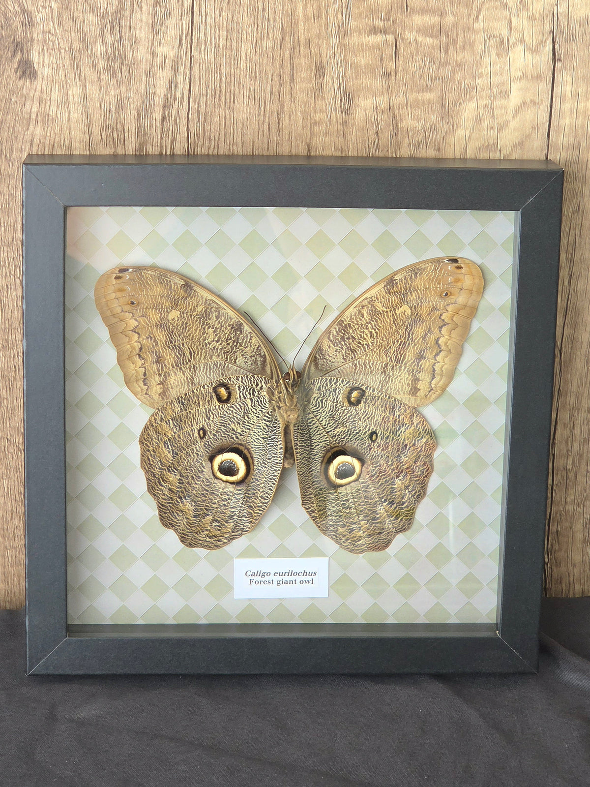 Forest Giant Owl (Caligo eurilochus) Butterfly Insect Specimen Frame
