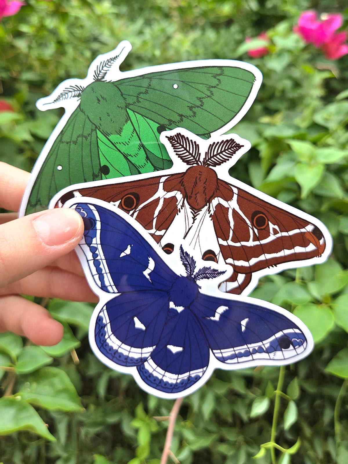 Arizona Native Moth Species 4 Inch Waterproof Glossy Vinyl Stickers (Choose Design)