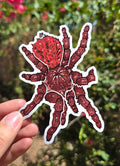 "Tarantula" 4 Inch Waterproof Glossy Vinyl Sticker