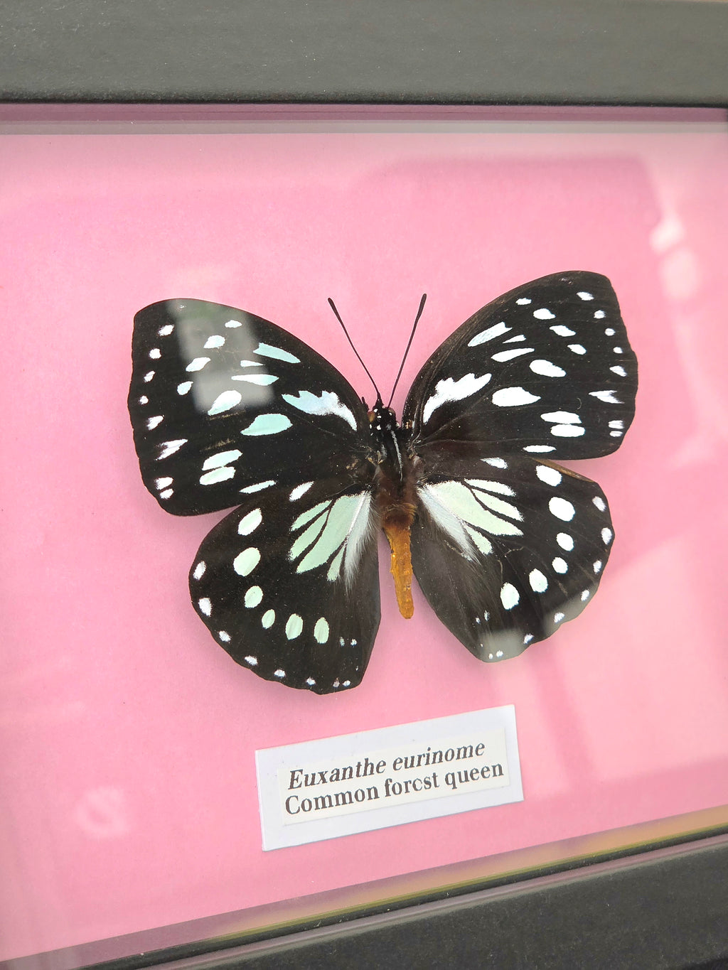 Common Forest Queen (Euxanthe eurinome) Butterfly Insect Specimen Frame