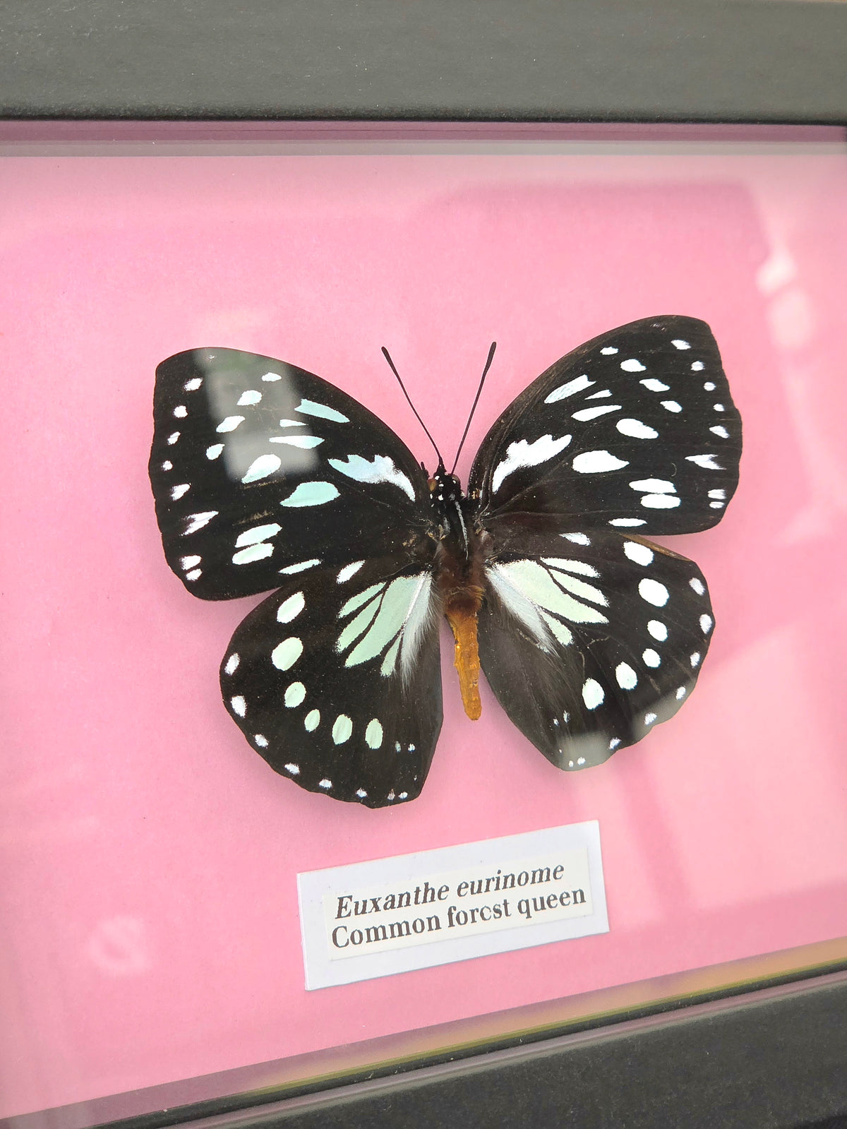 Common Forest Queen (Euxanthe eurinome) Butterfly Insect Specimen Frame
