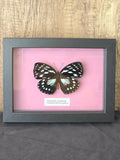 Common Forest Queen (Euxanthe eurinome) Butterfly Insect Specimen Frame