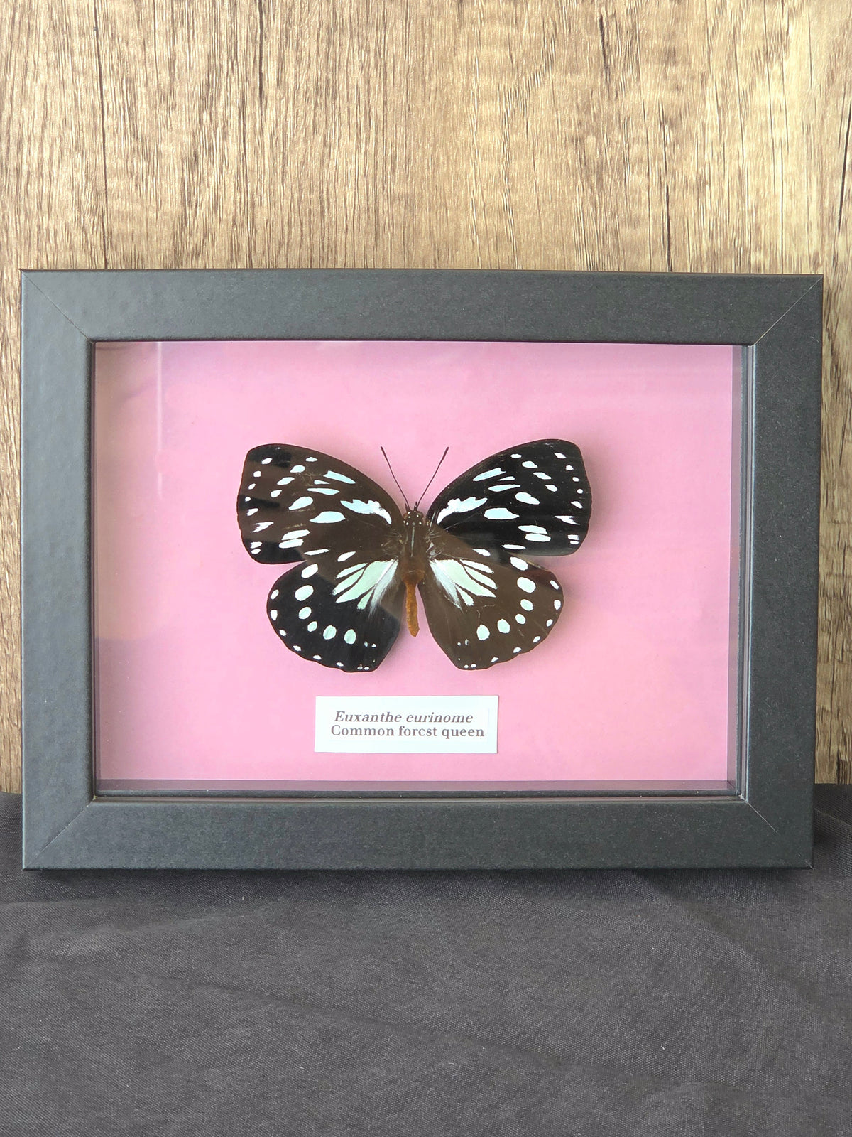Common Forest Queen (Euxanthe eurinome) Butterfly Insect Specimen Frame