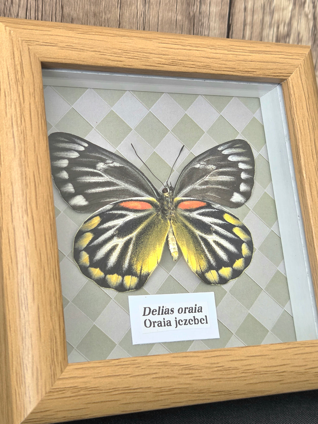 Oraia Jezebel (Delias oraia) Butterfly Insect Specimen Frame