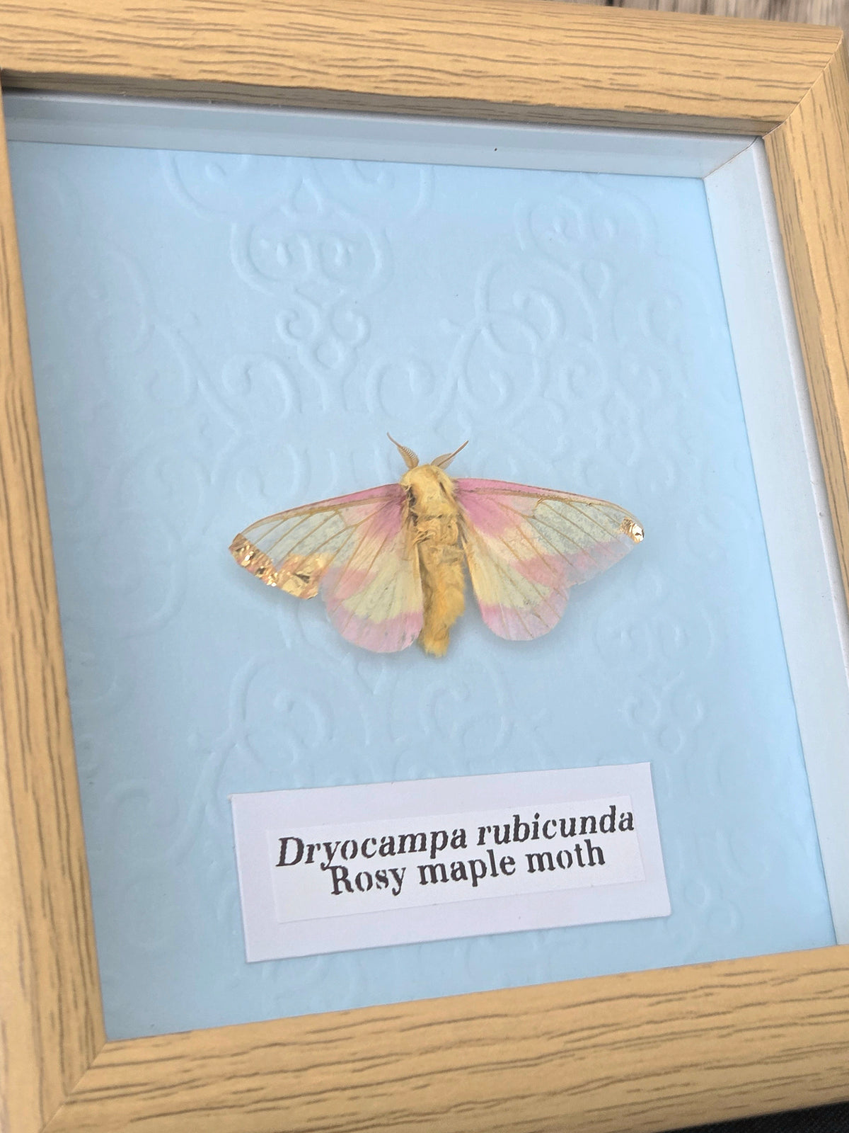 Rosy Maple Moth (Dryocampa rubicunda) Moth Insect Specimen Frame