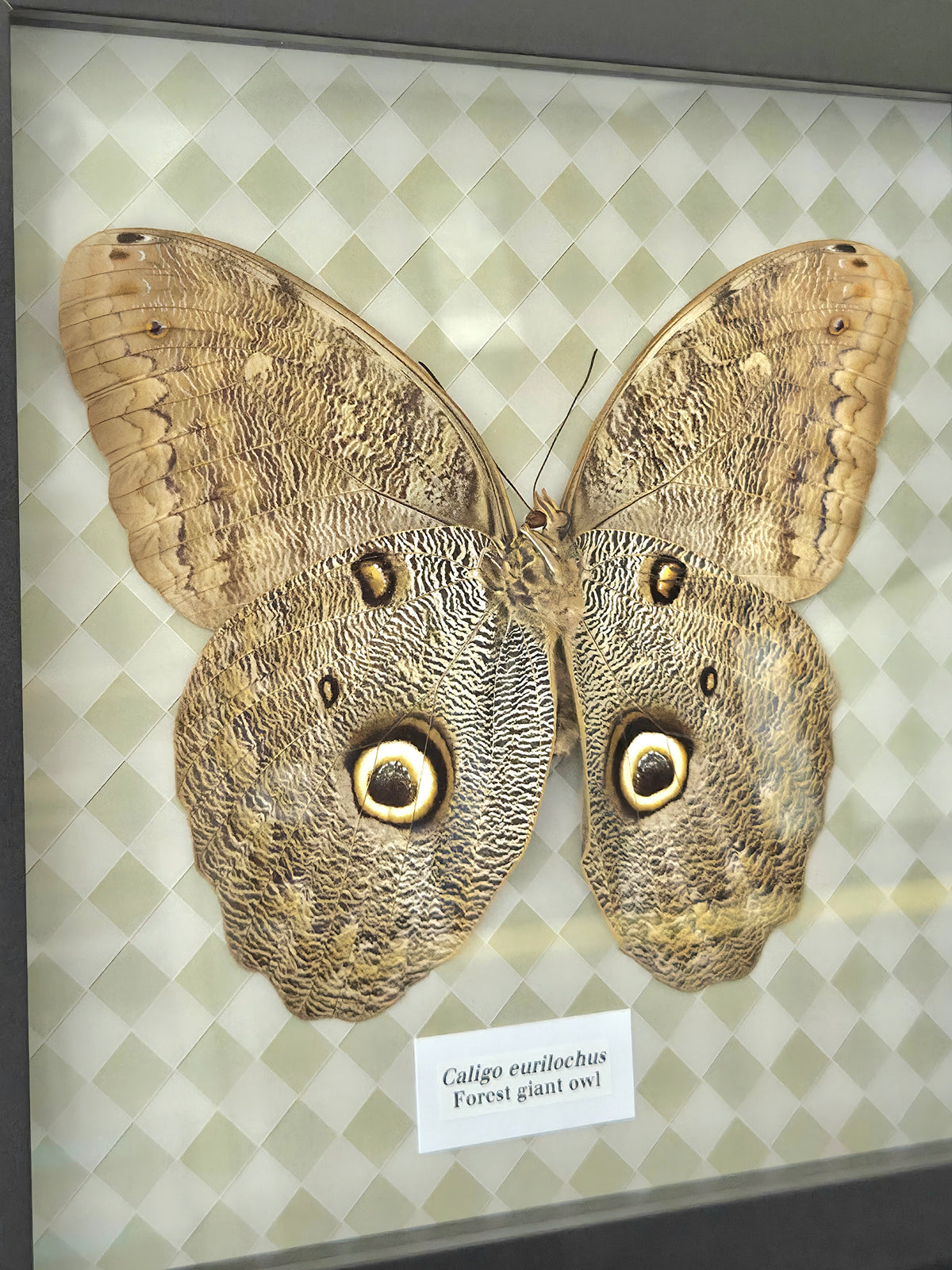 Forest Giant Owl (Caligo eurilochus) Butterfly Insect Specimen Frame