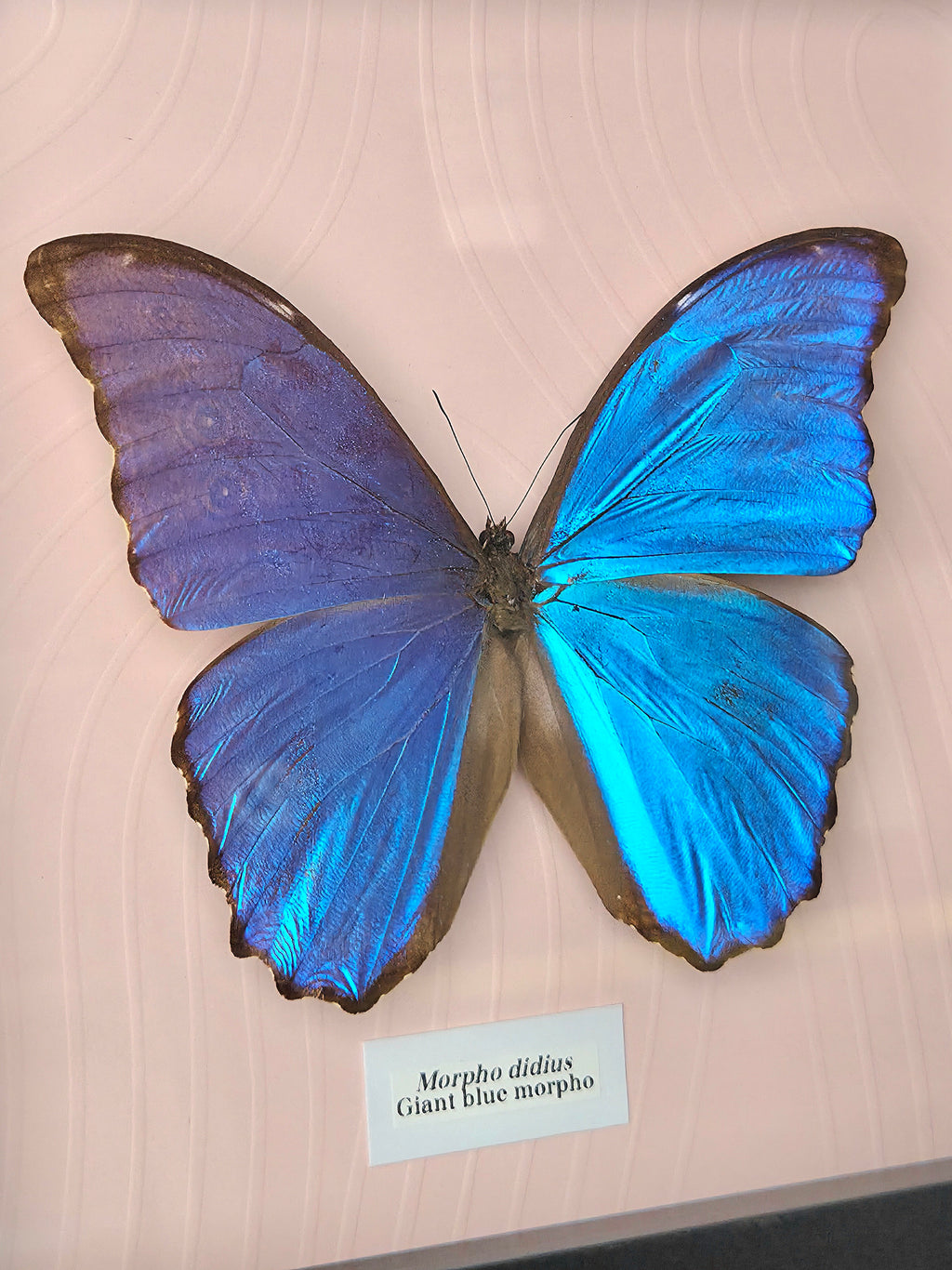 Giant Blue Morpho (Morpho didius) Butterfly Insect Specimen Frame